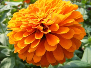MAYNAM Flowers Flavours