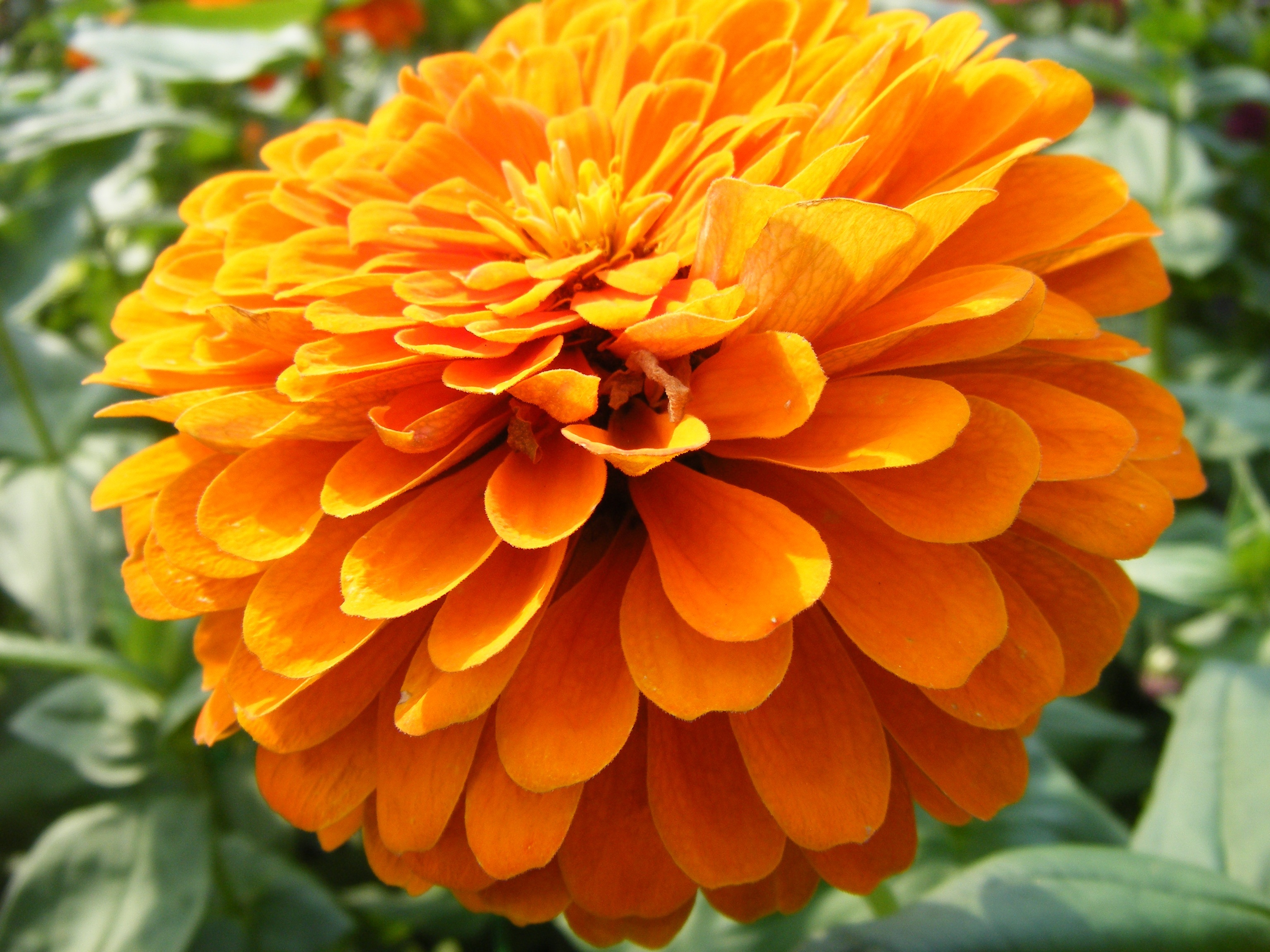 MAYNAM Flowers Flavours